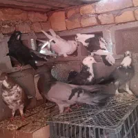 چند عدد کبوتر پر و فیت