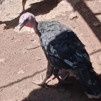 بوقلمون