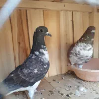 کفتر کبوتر سینماش
