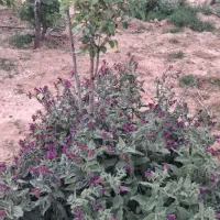باغ جاده صومعه  مجموعه نگین سبز