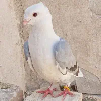 کفتر