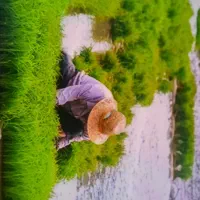 نشا برنج هاشمی متری ۵۰۰