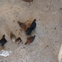 مرغ و جوجه