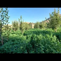 یونجه خالص