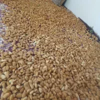 فروش بادام نیمه کاغذی