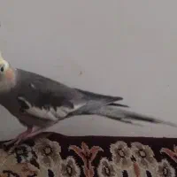 عروس هلندی نر