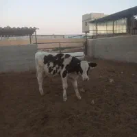 هفت راس گوساله نر درجه یک