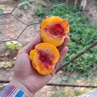 هلو|خوردنی و آشامیدنی|شیروان (خراسان), |دیوار