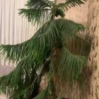 کاج مطبق