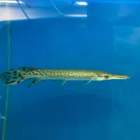 الیگیتور ۲۵سانت