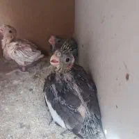 جوجه عروس هلندی