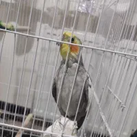 عروس هلندی نر سخنگو