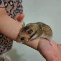 همستر|موش و خرگوش|سنندج, |دیوار