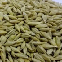 جو دیم  بذری و عالی