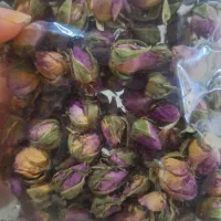 غنچه گل محمدی