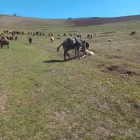 فروش خر نر