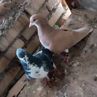 خرمشهر|پرنده|خرمشهر, |دیوار