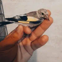 سه عدد جوجه  سهره درجه یک هزار درصد نر