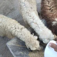 ۳عدد گوسفند با ۲عدد بره