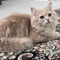 گربه زیبا|گربه|مریوان, |دیوار