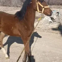 کره‌اسب