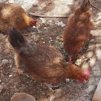 مرغ محلی تخم گذار