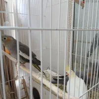 عروس هلندی