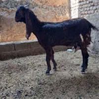 بز پاکستانی