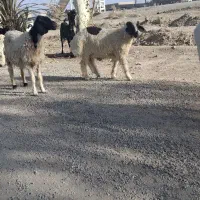 پنجاب میش بزمری و...