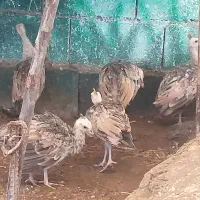 جوجه طاووس میناب
