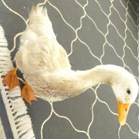 اردک سه ماهه