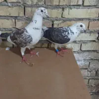 جفت بزک پلاکی