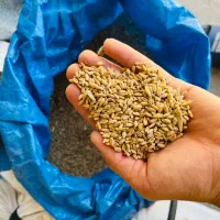 گندم آبی کشت امسال