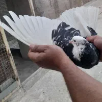 کفتر شازده