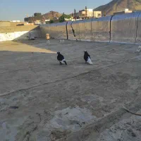 کبوتر|حیوانات|بانه, |دیوار