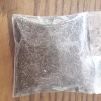 زیره سیاه|خوردنی و آشامیدنی|زارچ, |دیوار