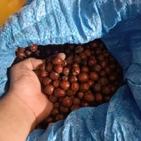 عناب درجه 1
