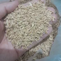 لاین ۱۷