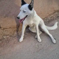 سگ هاسکی