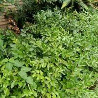 فروش گل های فضای باز