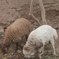 بره نر (قیمت توافقی)