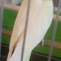 عروس هلندی