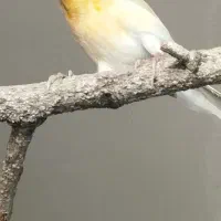 طوطی برزیلی.کوتوله.قناری.سهره