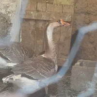 دو عدد قاز