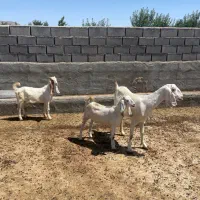 فروش فوری 3عدد بزقاله