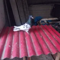 کبوتر