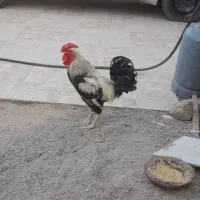 خروس چابهاری