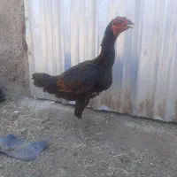 مرغ لاری