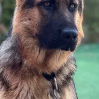 سگ ژرمن