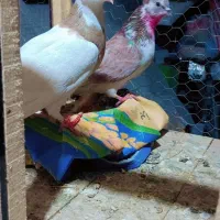 کبوتر طوق و سینه باز